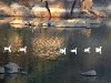 ducks-in-nakki