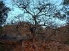no-leaves