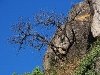 Tree-on-rock